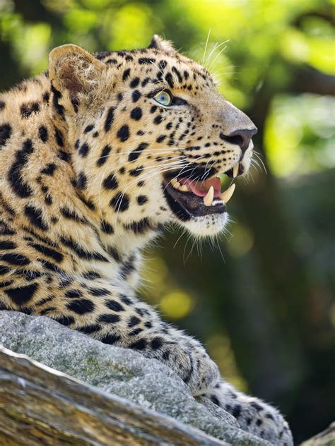 Nice Leopard Posing With Open Mouth The Male Amur