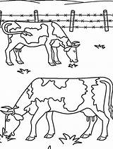 Coloring Eating Grass Farm Animal Ox Two Pages Animals Drawing Kidsplaycolor Color Musk Getcolorings Choose Board sketch template