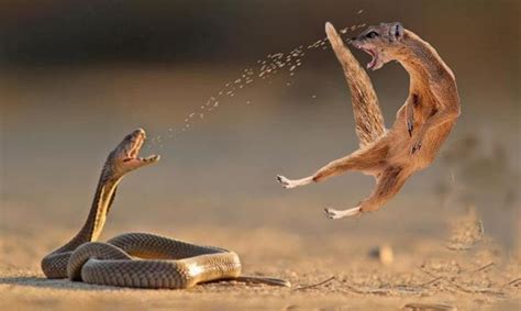 mongoose educates  king cobra  lesson eat  roionou snake
