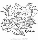 Gardenia Designlooter sketch template