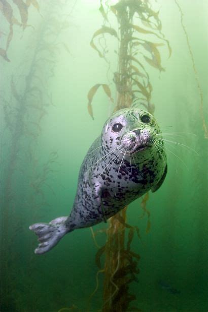 Drones On Monterey Beaches Frighten Seals During Mating