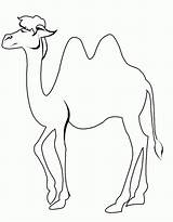 Camel Coloring Line Drawing Pages Getdrawings sketch template