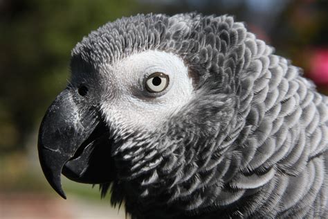 fileafrican grey parrot head  facejpg wikimedia commons