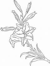 Pages Coloring Flower Lily Flowers Lilies sketch template