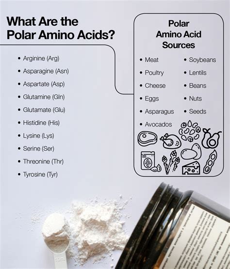 polar amino acids  amino company