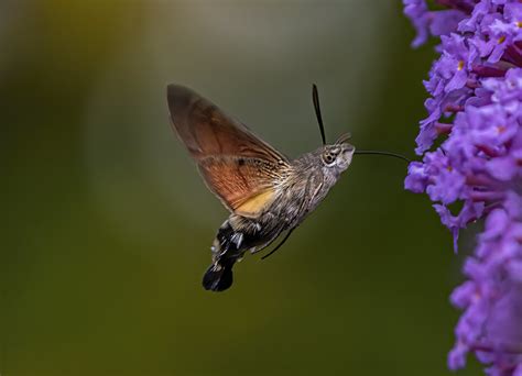hummingbird hawk moth explored      flickr