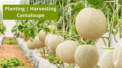 grow cantaloupe exclusive step  step guide