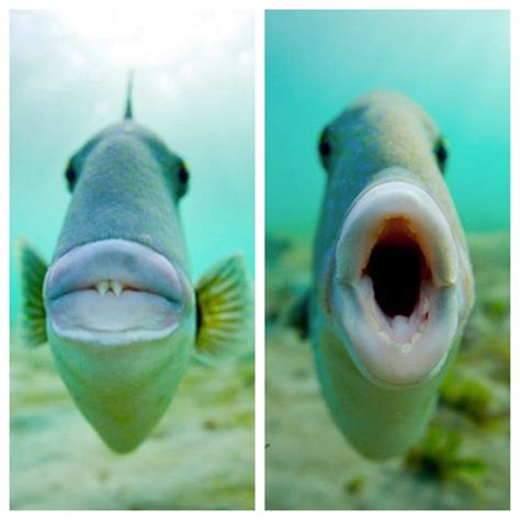 pin  eternity eternity  animals  fish pet fish face fish