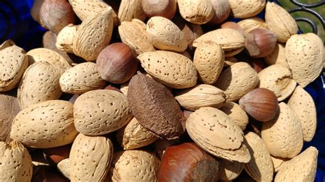 allergic  peanuts tree nuts    nbc news