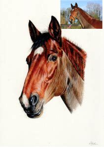 colour pencil drawing  horse bobbys hand drawn portraits
