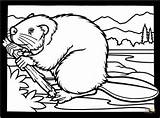 Beaver Coloring Pages Beavers Clipart Colouring Dam Canadian Printable Building Animals Kids Wildlife Branch Animal Color Drawing Wood Print Cliparts sketch template