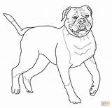 Bulldog Coloring American Pages Drawing Printable Mastiff English French Bulldogs Puppy Para Kleurplaat Dog Americano Colorir Easy Kids Old Color sketch template