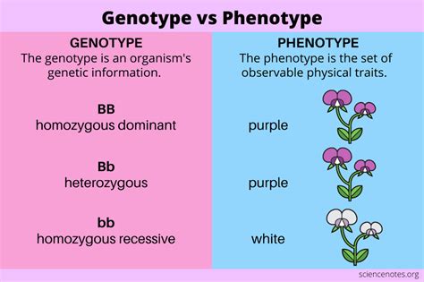 Genotype Vs Phenotype Definitions And Examples Learn Biology
