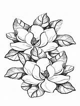 Magnolia Coloring Pages Flower Drawing Printable Color Flowers Sheets Colouring Print Getdrawings sketch template