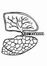 Lungs Pulmones Malvorlage Lunge Lungen Edupics Täältä Tallennettu sketch template