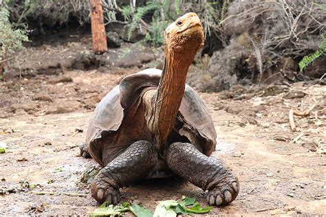 Diego The Tortoise Whose High Sex Drive Helped Save His Species From