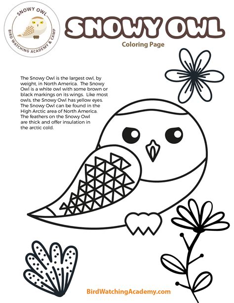 snowy owl coloring page bird watching academy