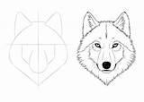 Wolf Drawing Face Step Draw Easy Head Tutorial Tutorials Drawings Sketch Wolves Simple Beginners Sketches Animal Beginner Intermediate Cool Pencil sketch template