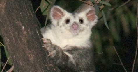 scientists discover   greater glider species  australia resembling gremlins mothership