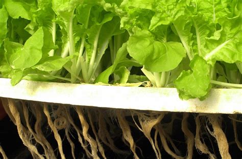 grow hydroponic lettuce high tech gardening