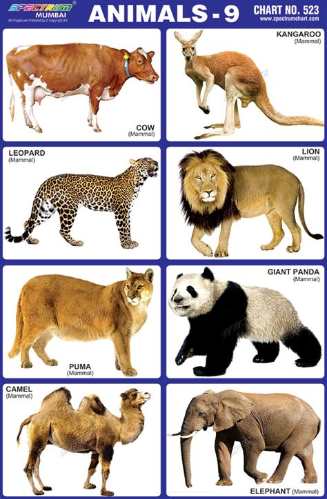 animals chart  kindergarten