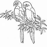 Guacamayas Rainforest Parrot Perroquet sketch template