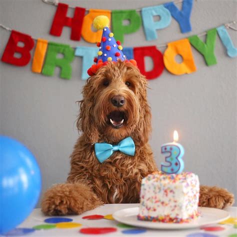 oliver  goldendoodle  instagram im  happy birthday