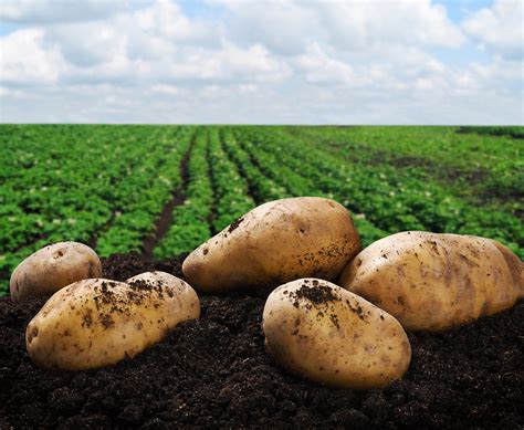 cosa coltivare  le patate tutti gli ortaggi che ne favoriscono la crescita