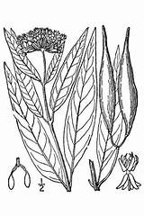 Asclepias Incarnata Milkweed sketch template