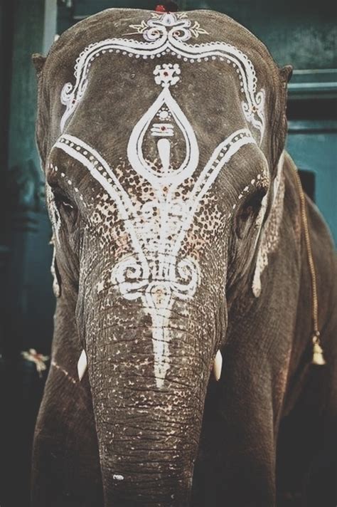 decorated elephant from tumblr image 1079187 by nastty on