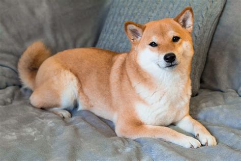 shiba inu   popular dog  japan  web