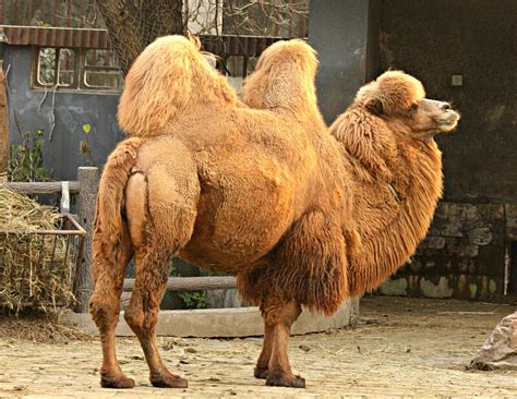 Asian Camel Porno Thumbnailed Pictures