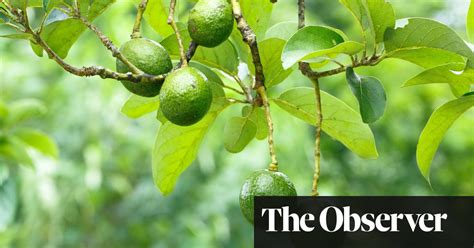 Its Back To The 70s With Avocado Plants Gardening Advice The Guardian