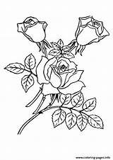 Roses Three A4 Coloring Leaves Drawing Pages Printable Color Drawings Paintingvalley sketch template