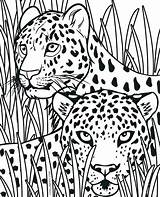Cheetah Coloring Pages Realistic Printable Animal Print Cub Kids Tribal Cheetahs King Color Getcolorings Sheets Getdrawings Pic Cubs Book Colorings sketch template