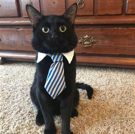 cute business kitty  ready   office kitty tie officecat
