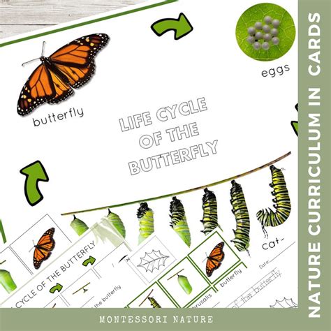 life cycle   butterfly nature curriculum  cards montessori