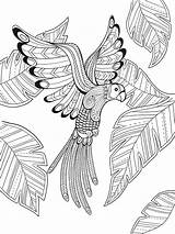Bird Coloring Pages Paradise Drawing Printable Outline Eye Doverpublications Getcolorings Dover Ausmalbilder Sheets Publications Color Erwachsene Getdrawings Colouring Mandala Adult sketch template