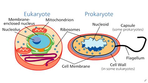 plasma membrane definition  examples biology  dictionary