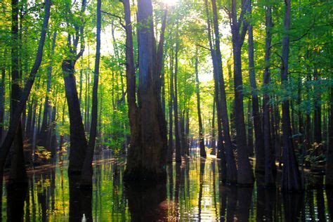 swamp images  pinterest   mists dark forest  places
