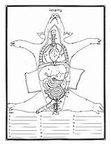 Fetal Labeled Dissection Worksheet sketch template