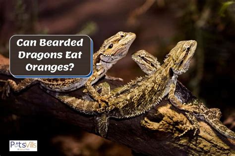 bearded dragons eat oranges yey  nay feeding guide