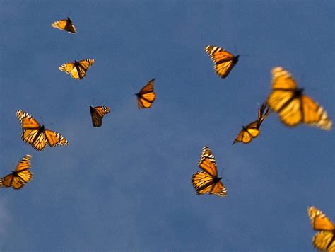 flight behavior weds issues   butterfly narrative ncpr news
