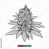 Marijuana Cannabis Buds Draw Overgrown Weeds Trees T4 sketch template