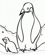 Penguin Baby Penguins Coloring Pages Cute Emperor Printable Sheets Kids King Color Christmas Animal Colouring Clipart Outline Print Animals Two sketch template