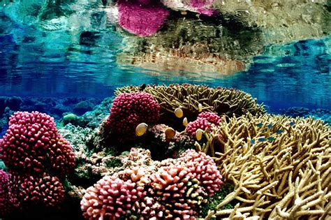 great barrier reef  largest coral reef tourism   world traveldiggcom