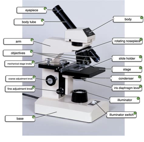 cartoes lab  microscopy quizlet