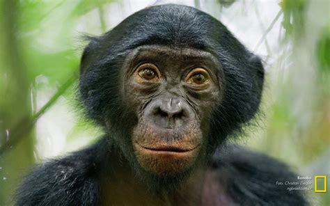 bonobos foto são macacos amantes da paz… bonobo pygmy