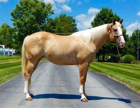 quarter horse horses  sale downtown