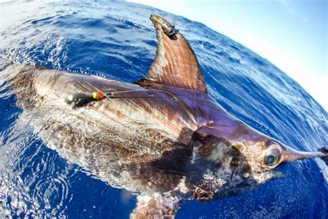 swordfish  oceanographers satellite tags facilitate research